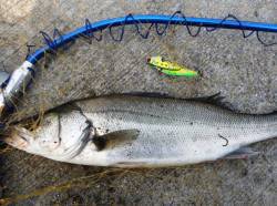 出勤前にシーバスデイ・ゲーム！3ヒット3バ…