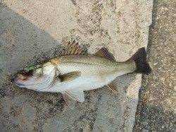 夕まづめのバチ抜けを狙って西宮浜へ釣行