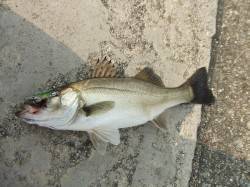 夕まづめのバチ抜けを狙って西宮浜へ釣行