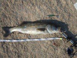 南芦屋浜西面にシーバス釣行〜狙い通り合わせて釣った嬉しい1匹