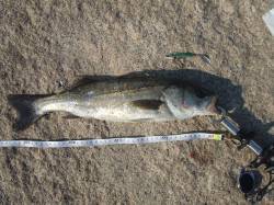 南芦屋浜西面にシーバス釣行〜狙い通り合わせ…