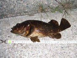 南芦屋浜　タケノコメバリングで良型ヒット☆