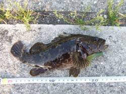 南芦屋浜西面でタケノコメバル〜JH+ワーム…