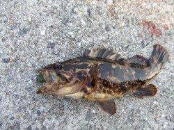 南芦屋浜西面でタケノコメバル〜JH+ワームで底をリフト&フォール