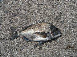 和歌山北港魚つり公園のチヌ釣果