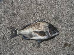 和歌山北港魚つり公園のチヌ釣果