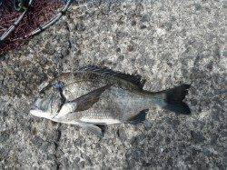 和歌山北港魚つり公園のチヌ釣果