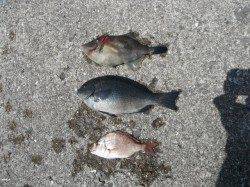 北港魚つり公園　グレ・ウマヅラハギ・チャリコ