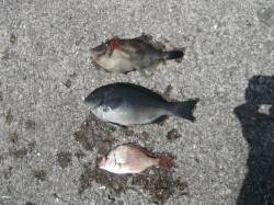 北港魚つり公園　グレ・ウマヅラハギ・チャリ…