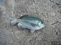 和歌山北港魚つり公園でグレ30cm