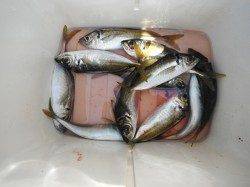 和歌山北港魚つり公園でグレ30cm