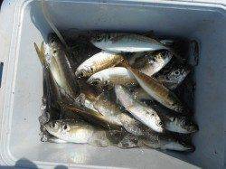 和歌山北港魚つり公園、小アジ好調・サンバソウ等の釣果も♪
