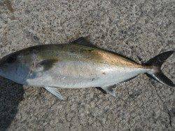 北港魚つり公園で67cmのカンパチあがっています♪