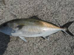 北港魚つり公園で67cmのカンパチあがって…