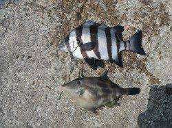 和歌山北港魚つり公園、小アジ好調・サンバソウ等の釣果も♪