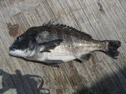 年無しでました！！ in 北港魚つり公園