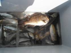 北港釣り公園　小アジの釣果も出てます