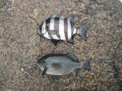 【5日】和歌山北港魚つり公園でアジ・サンバソウ・グレ