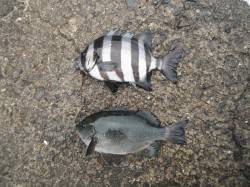 【5日】和歌山北港魚つり公園でアジ・サンバ…