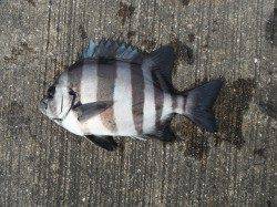 北港釣り公園　サンバソウ・アジなどの釣果