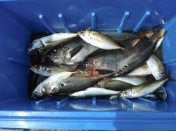 北港釣り公園　サンバソウ・アジなどの釣果