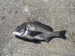 北港魚つり公園でチヌ47cm！