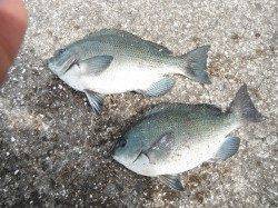 【8日】和歌山北港魚つり公園のカゴ釣り〜30cmのグレ