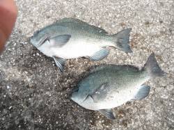 【8日】和歌山北港魚つり公園のカゴ釣り〜3…