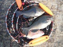 北港魚つり公園カゴ釣りでグレ・サンバソウ・ウマヅラハギ・チャリコ