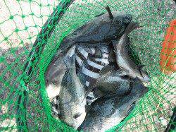 北港魚つり公園カゴ釣りでグレ・サンバソウ・ウマヅラハギ・チャリコ