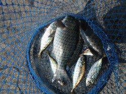 北港釣り公園　チヌ・グレ・アジの釣果