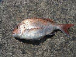 北港魚つり公園：女の子が44cmのチヌキャッチ・マダイの釣果もあり