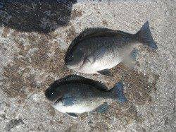 和歌山北港魚つり公園　カゴ釣りでナイスサイズのグレ