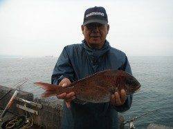 北港魚つり公園　カゴ釣りでマダイ・グレ・サンバソウ