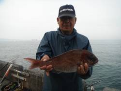 北港魚つり公園　カゴ釣りでマダイ・グレ・サ…