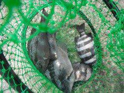 北港魚つり公園　カゴ釣りでマダイ・グレ・サンバソウ