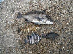 北港魚つり公園 紀州釣りでチヌ・グレ・サンバソウ・アイゴ