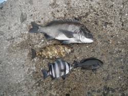 北港魚つり公園 紀州釣りでチヌ・グレ・サン…