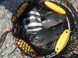 北港魚つり公園でグレ・サンバソウ、ほか小アジの釣果も♪