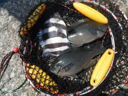 北港魚つり公園でグレ・サンバソウ、ほか小ア…