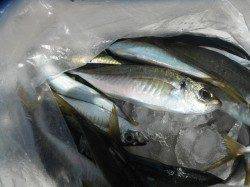 北港魚つり公園でグレ・サンバソウ、ほか小アジの釣果も♪