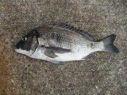 和歌山北港魚つり公園　カゴ釣りでチヌ47cm