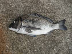 和歌山北港魚つり公園　カゴ釣りでチヌ47c…