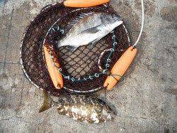 【19日】和歌山北港魚つり公園の釣果　チヌ・アイゴ