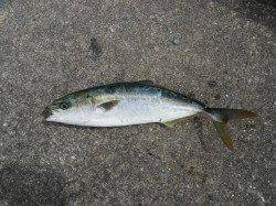 和歌山北港魚つり公園でツバス45cm