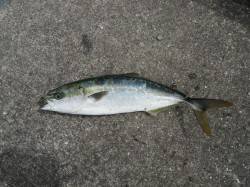 和歌山北港魚つり公園でツバス45cm