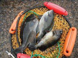 北港魚つり公園　チヌ・グレ・メバル・サンバソウなど魚種多彩