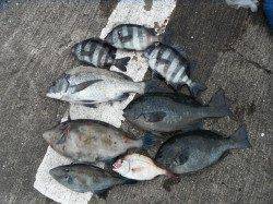 北港魚つり公園　チヌ・グレ・メバル・サンバソウなど魚種多彩