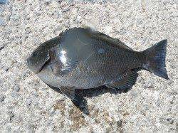 和歌山北港魚つり公園 紀州釣りで良型グレの釣果