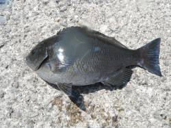 和歌山北港魚つり公園 紀州釣りで良型グレの…